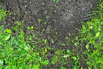 Background of soil and green grass from above