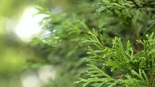 Thuja tree. 4K, UHD, 50p, Cinematic,Closeup, 