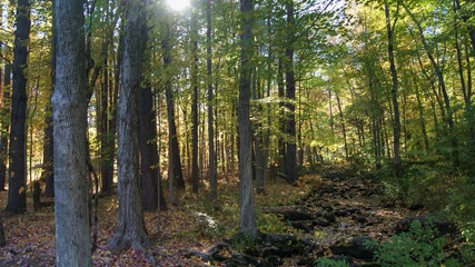 Small river crossing trough the forest during the beginning of the autumn fall season in Massachusetts, New England