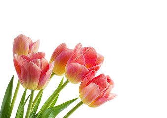 Red tulip on white background.