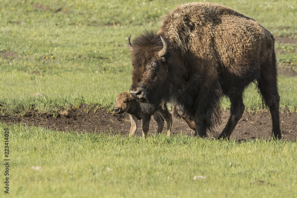 Canvas Prints bison with calf