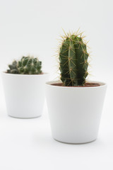 Cactus en fondo blanco. fondo minimalista y zen.