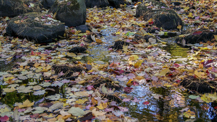 Autumn fall season colorful golden vibrant maple leaves floating in the water in Massachusetts, New England