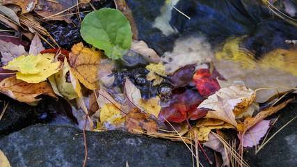 Autumn fall season colorful golden vibrant maple leaves floating in the water in Massachusetts, New England