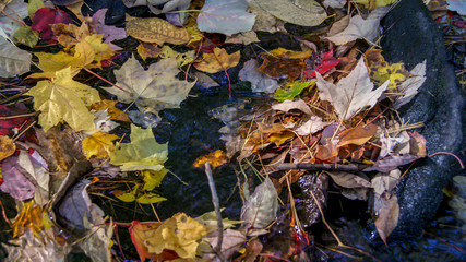 Autumn fall season colorful golden vibrant maple leaves floating in the water in Massachusetts, New England