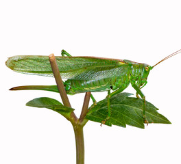 Isolated green grasshopper