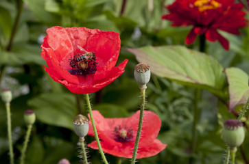 Obraz premium маки 6