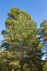 Pine forest against the blue sky, summer. Russian nature.