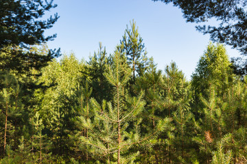 Young pines at forest in summer. Russian nature.