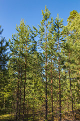 Young pines at forest in summer. Russian nature.
