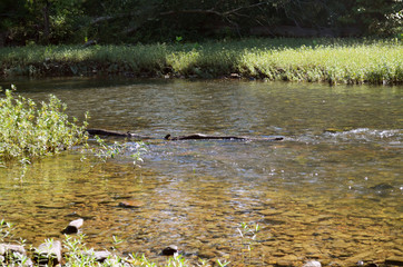 Driftwood Floaring By In A Clear River With Rocky Bank