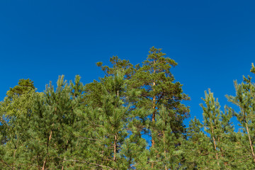 Pine forest against the blue sky, summer. Russian nature.