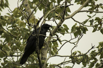 Raven in a tree