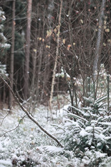 Winter forest. Landscape of winter forest on a sunny day. Snow-c