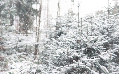 Winter forest. Landscape of winter forest on a sunny day. Snow-c