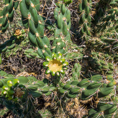 Fototapeta premium Cacti in the desert