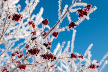 winter Natur Schnee Kalt Frost frucht rot red himmel