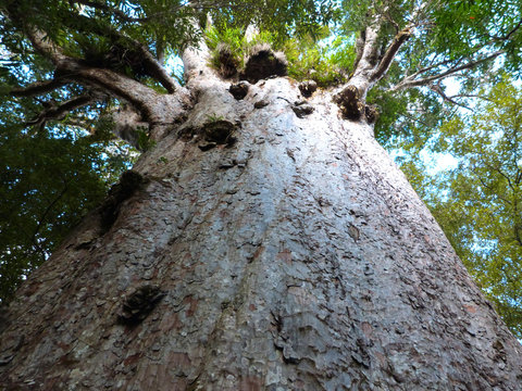 The oldest kauri tree in the world (Agathis australis), Waipoua forest, New Zealand