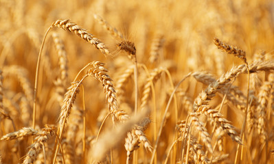 Fields of wheat at the end of summer fully ripe