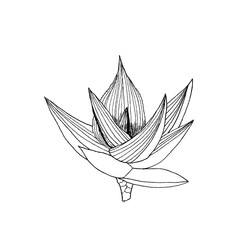 Aloe ibitionsis plant with leaves.  illustration on white