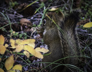 squirrel in the forest