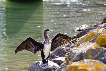 Kormoran (Phalacrocorax carbo)