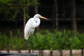 Great Egret resting next to Former log pond in Checheng, Taiwan