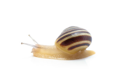 snail on a white background. macro