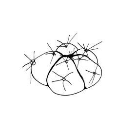 Hand drawn cactus Gymnocalycium horstii buenekeri, liner  illustration on white
