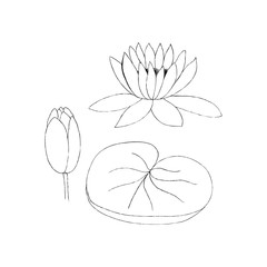  illustration of lotus bud and leaf isolated
