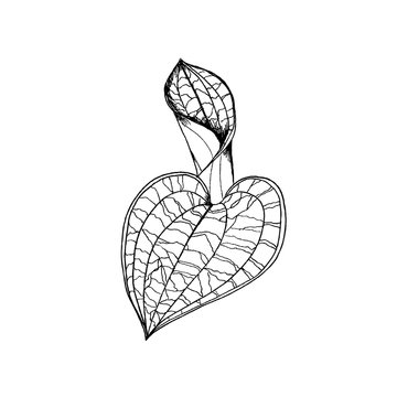 Macodes petola orchids leaves by hand drawing. Liner  illustration on white background.