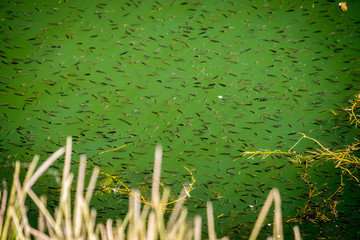Group of Small fishes at Green Pond