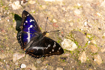 Male Apatura iris, the Purple Emperor butterfly sitting on forest path, close up