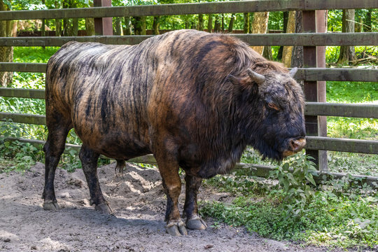Zubron (a hybrid of bison and cattle) in a European Bison Show Reserve , Białowieza, Poland