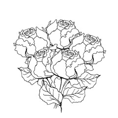 Peony rose bouquet. Liner  illustration on white background