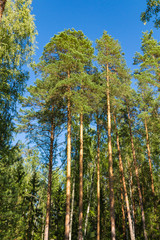 Pine forest against the blue sky, summer. Russian nature.