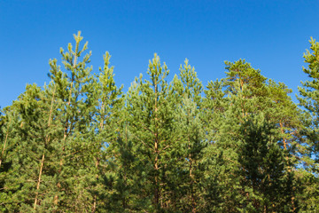 Pine forest against the blue sky, summer. Russian nature.