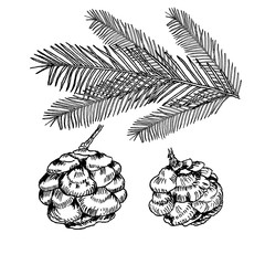 Fototapeta premium Conifers illustration on white background. Evergreen plant sketch set - fir, pine cypress. Christmas decoration elements