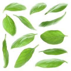 Set with green fresh basil leaves on white background