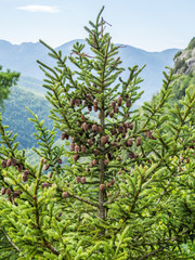 Close-up photo of fir branch