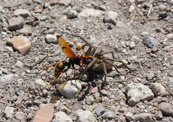 A spider is fighting with a bee or a bee on the background of stones