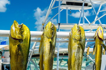 Freshly caught dolphin fish in a Florida Keys marina