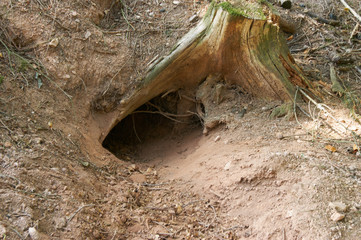 Höhleneingang zum Dachsbau