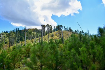 Mount Lemmon Coronado National Forest Summerhaven Arizona Mt. Tree Trees