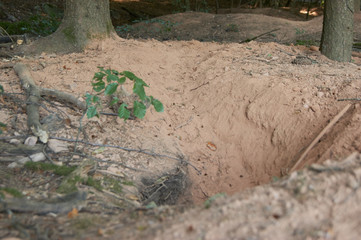 Aushub mit Laufweg vom Dachs