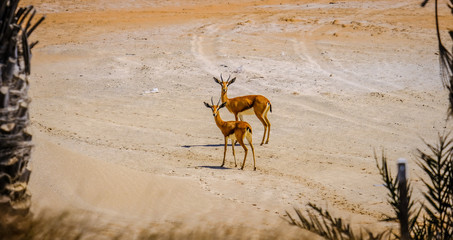 Couple of Young Arabian Sand Gazelle staring at camera, Saadiyat Golf Course