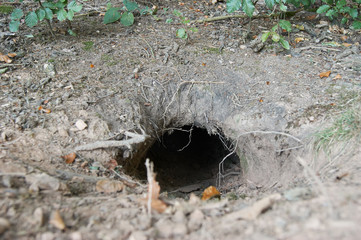 Dachsbau Höhleneingang