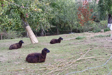 schaf, tier, bauernhof, gras, lamb, weiß, wolle, feld, säugetier, natur, ackerbau, green, tier,...