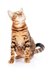Bengal cat looking up