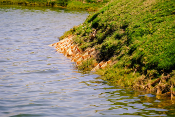 Artificial feeder for Egyptian Goose in water at Saadiyat Island